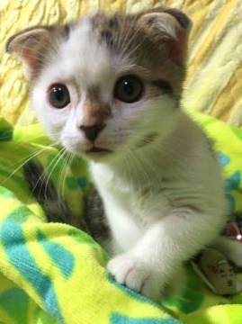 スコティッシュフォールド【京都府・女の子・2015年11月27日・シルバータビーアンドホワイト】の写真「優しい穏やかなお顔でしょう」