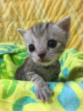 アメリカンショートヘア【京都府・女の子・2016年10月5日・シルバーパッチドタビー】の写真「かいらしいお嬢ちゃん」