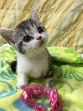 スコティッシュフォールド(立ち耳)【京都府・男の子・2017年7月5日・シルバータビーアンドホワイト】の写真1