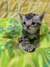 スコティッシュフォールド(立ち耳)【京都府・男の子・2020年2月28日・シルバータビーアンドホワイト】の写真1