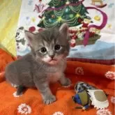 ノルウェージャンフォレストキャット【京都府・女の子・2024年10月15日・ブルータビーアンドホワイト】の写真1「まぁ〜なんてかわいいの〜🩷べっぴんさんな次女ちゃんです」