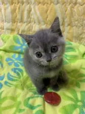 ブリティッシュショートヘア【京都府・女の子・2020年8月23日・ブルークリーム】の写真2