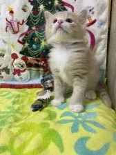 ノルウェージャンフォレストキャット【京都府・男の子・2021年10月30日・カメオタビーアンドホワイト】の写真2「『うー』したはる姿が可愛いんです。12月4日撮影」