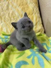 ブリティッシュショートヘア【京都府・男の子・2021年2月12日・ブルー】の写真2「３月１８日撮影　赤ちゃんぽくてあどけないのが可愛いらしいでしょう」