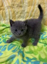 ブリティッシュショートヘア【京都府・男の子・2019年5月4日・ブルー】の写真2