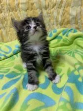 ノルウェージャンフォレストキャット【京都府・女の子・2020年8月1日・ブラウンタビーアンドホワイト】の写真2