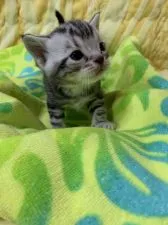 スコティッシュフォールド(立ち耳)【京都府・男の子・2020年2月28日・シルバータビーアンドホワイト】の写真2