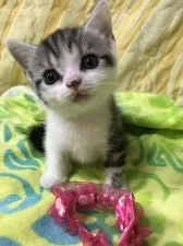 スコティッシュフォールド(立ち耳)【京都府・男の子・2017年7月5日・シルバータビーアンドホワイト】の写真3「ブリティッシュ母さんりーちゃんの良いところをいっぱいもらっているね。」