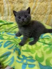 ブリティッシュショートヘア【京都府・男の子・2019年5月4日・ブルー】の写真4