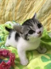 スコティッシュフォールド(立ち耳)【京都府・男の子・2017年7月5日・シルバータビーアンドホワイト】の写真4