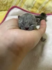 ブリティッシュショートヘア【京都府・男の子・2021年2月12日・ブルー】の写真5