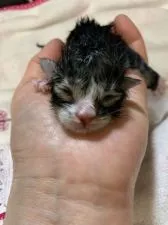 ノルウェージャンフォレストキャット【京都府・女の子・2020年8月1日・ブラウンタビーアンドホワイト】の写真5「生まれた直後です。体重は90gでした。」