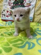 ノルウェージャンフォレストキャット【京都府・男の子・2021年10月30日・カメオタビーアンドホワイト】の写真5「11月20日撮影 生後20日です他の写真と比べると、まだまだ赤ちゃんです^_^」