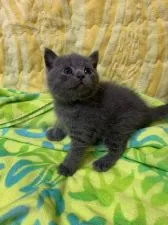 ブリティッシュショートヘア【京都府・男の子・2019年5月4日・ブルー】の写真5