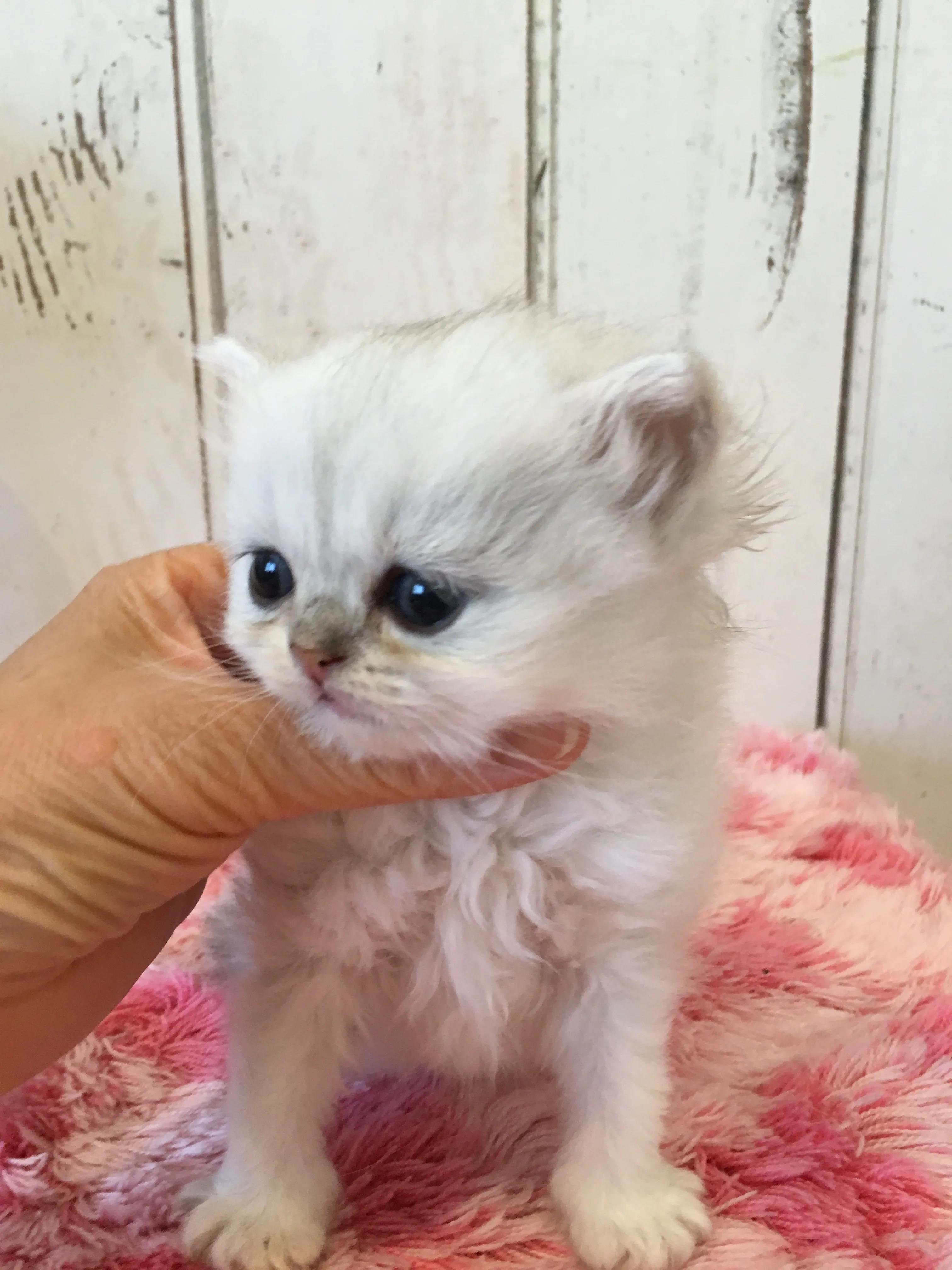ID：1607-00776の子猫