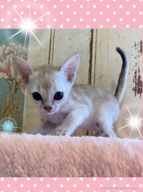 ID：2104-01000の子猫