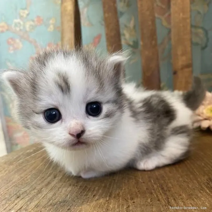 ID:2209-02101の子猫