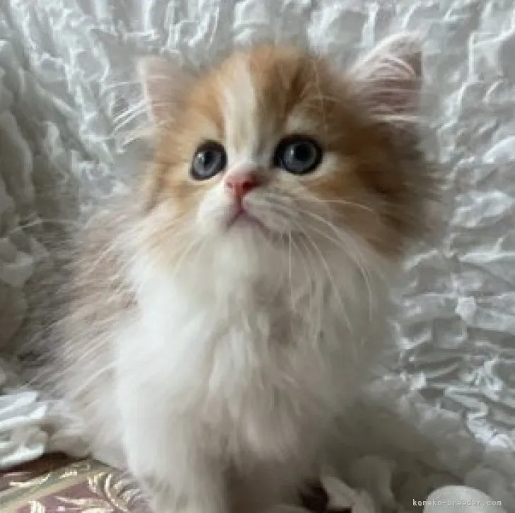 ID：2306-00174の子猫