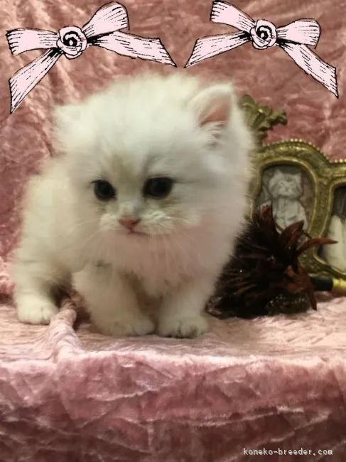 ID:1609-00212の子猫