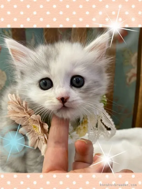 ID：2108-01215の子猫