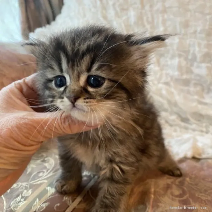 ID:2306-00170の子猫
