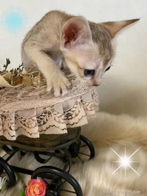 ID:2007-01813の子猫
