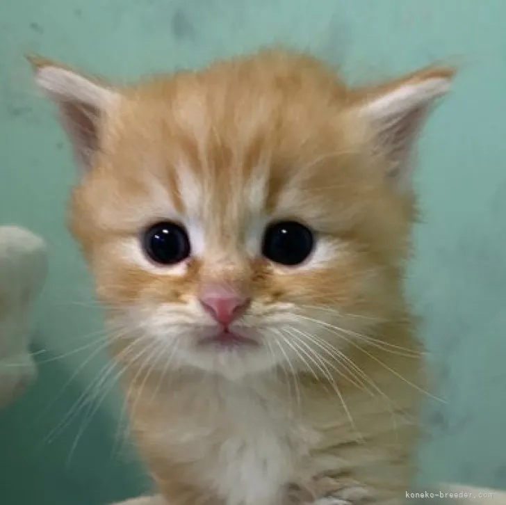 ID：2303-01931の子猫