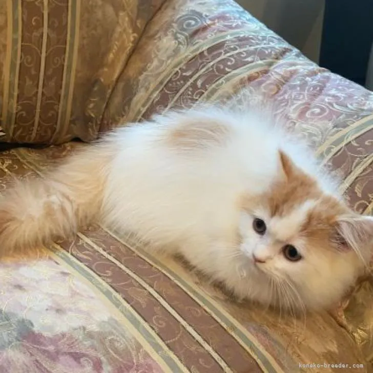 ID：2210-01223の子猫