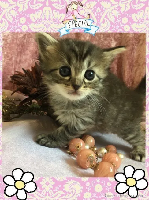 ID:1804-01641の子猫