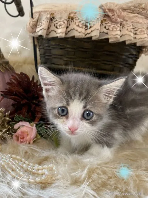 ID：2006-00571の子猫