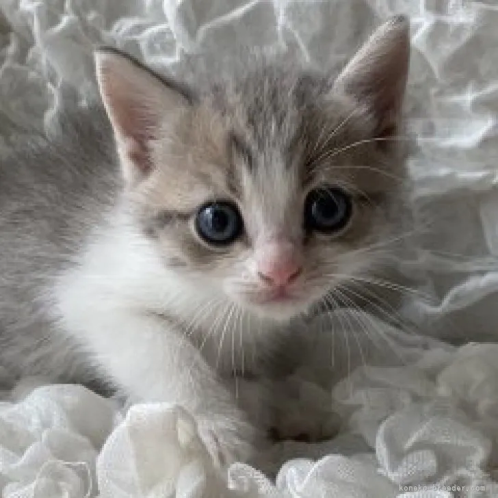ID：2306-03478の子猫