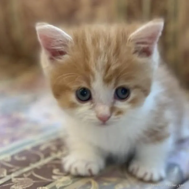 ID:2211-01536の子猫