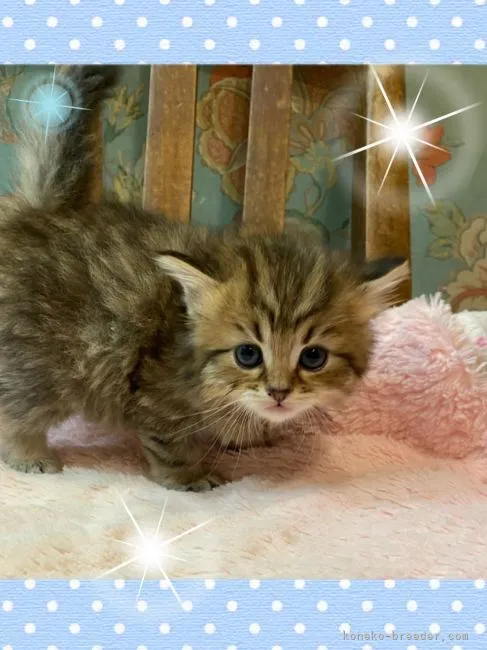 ID：2105-01577の子猫