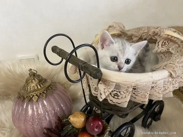 ID：2007-00449の子猫