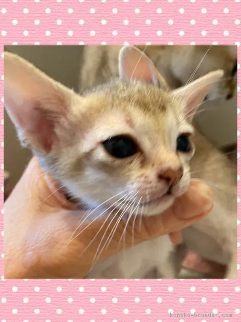 ID：2105-01208の子猫
