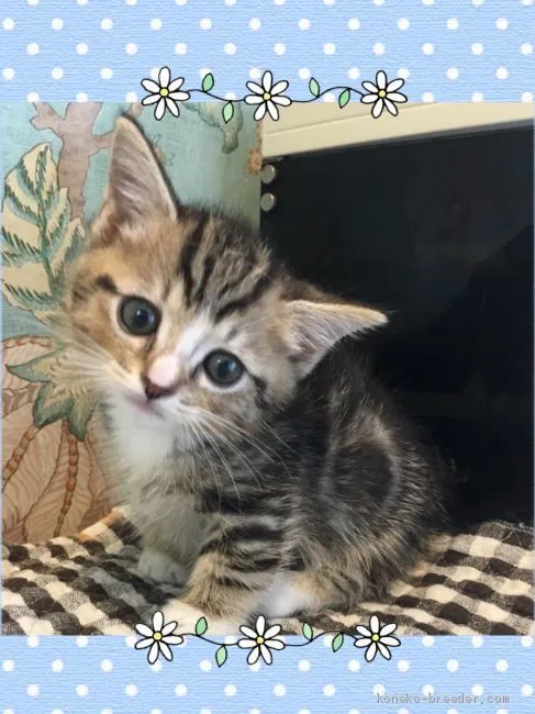 ID:1906-01106の子猫