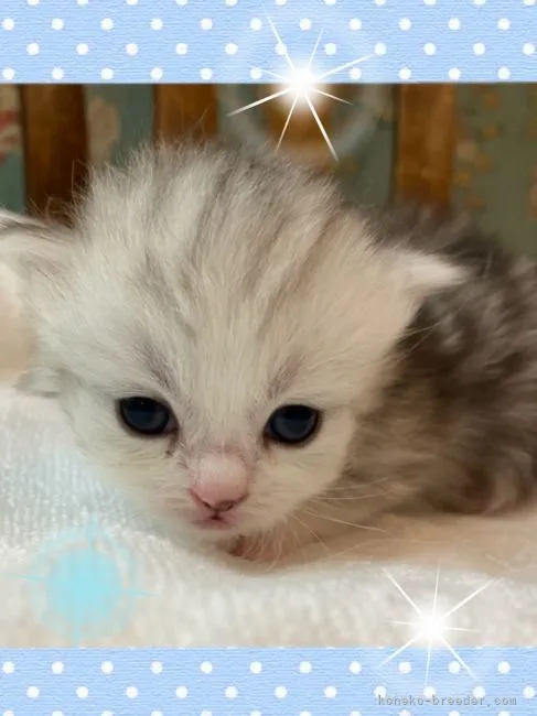 ID:2108-01213の子猫