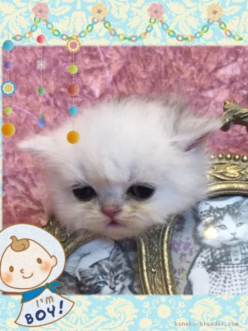 ID：1707-00871の子猫