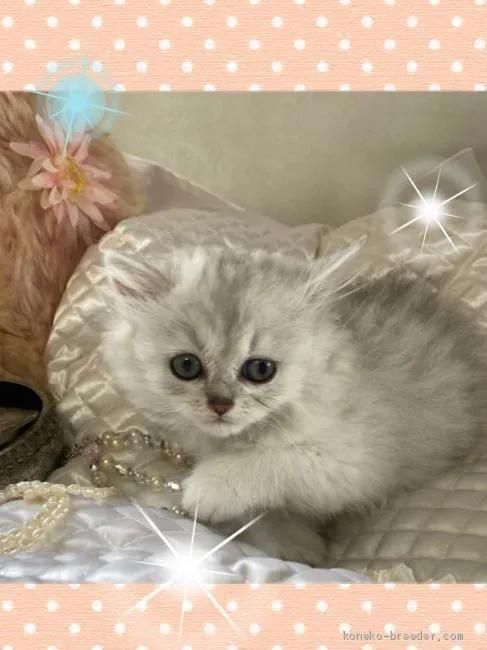 ID：2010-01983の子猫