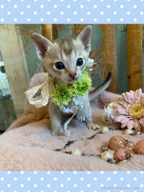 ID：2203-00928の子猫