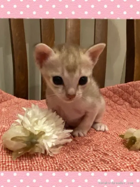 ID：2005-01679の子猫