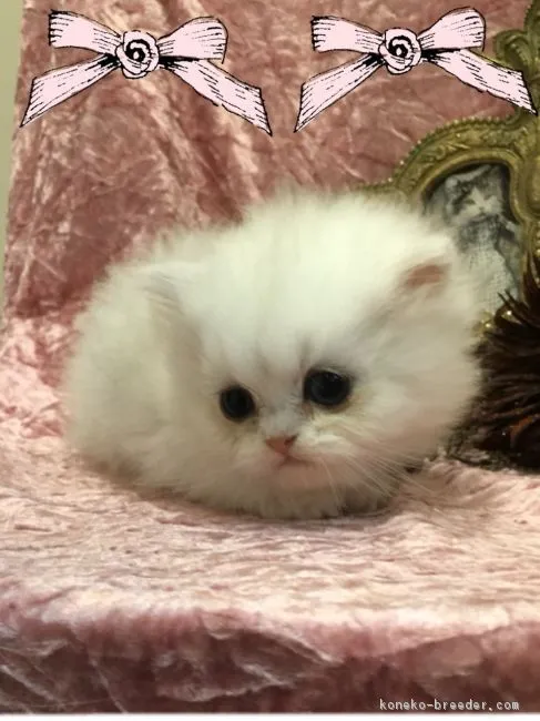 ID：1609-00160の子猫