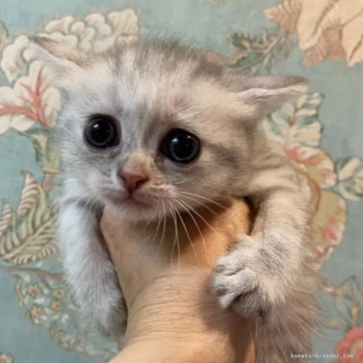 ID：2206-01531の子猫