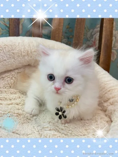 ID:2107-00393の子猫