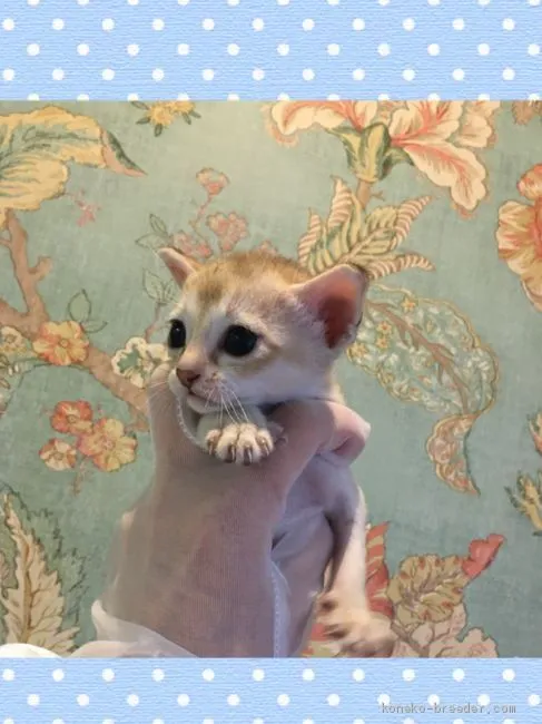 ID:1910-01487の子猫