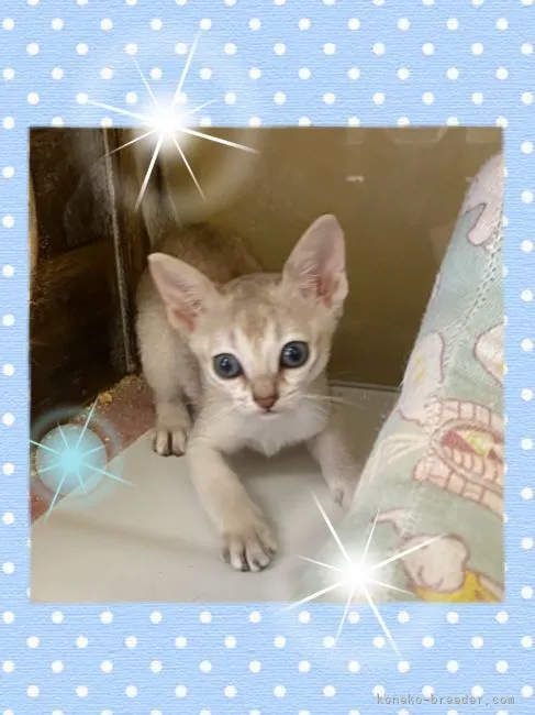 ID:2111-00171の子猫