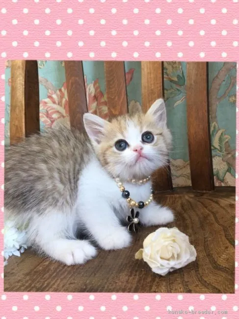 ID:1907-00997の子猫