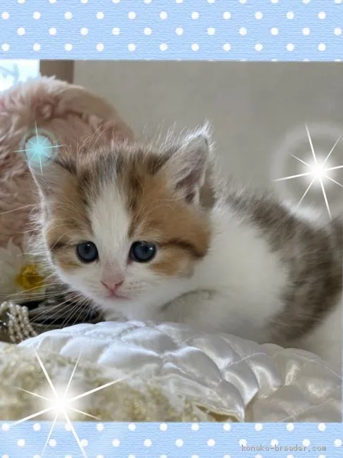 ID：2011-00214の子猫