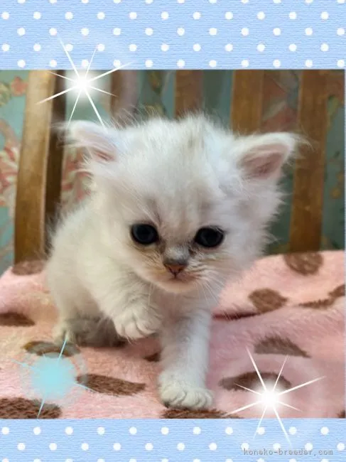 ID:2107-00992の子猫