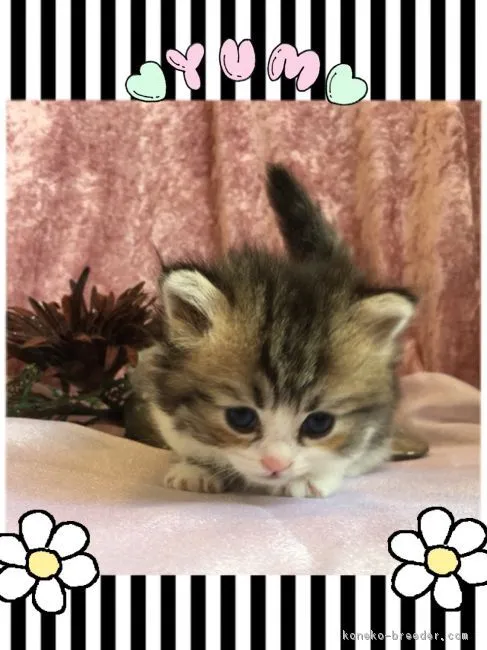 ID:1805-00489の子猫
